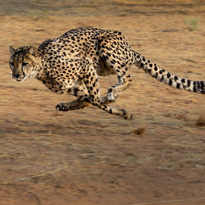 cheetah running